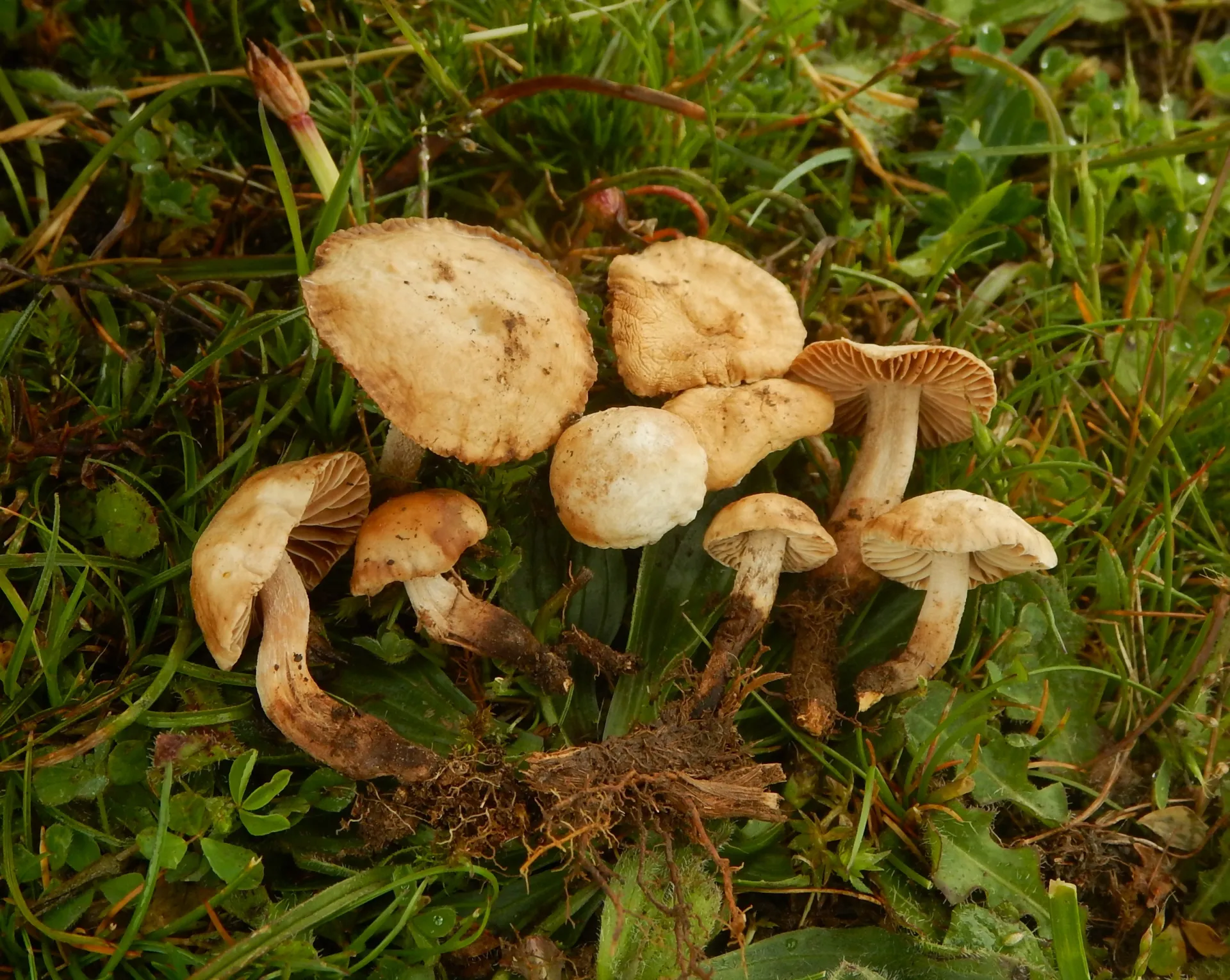 Marasmiellus maas-geesterani, 24-06-02 (2)